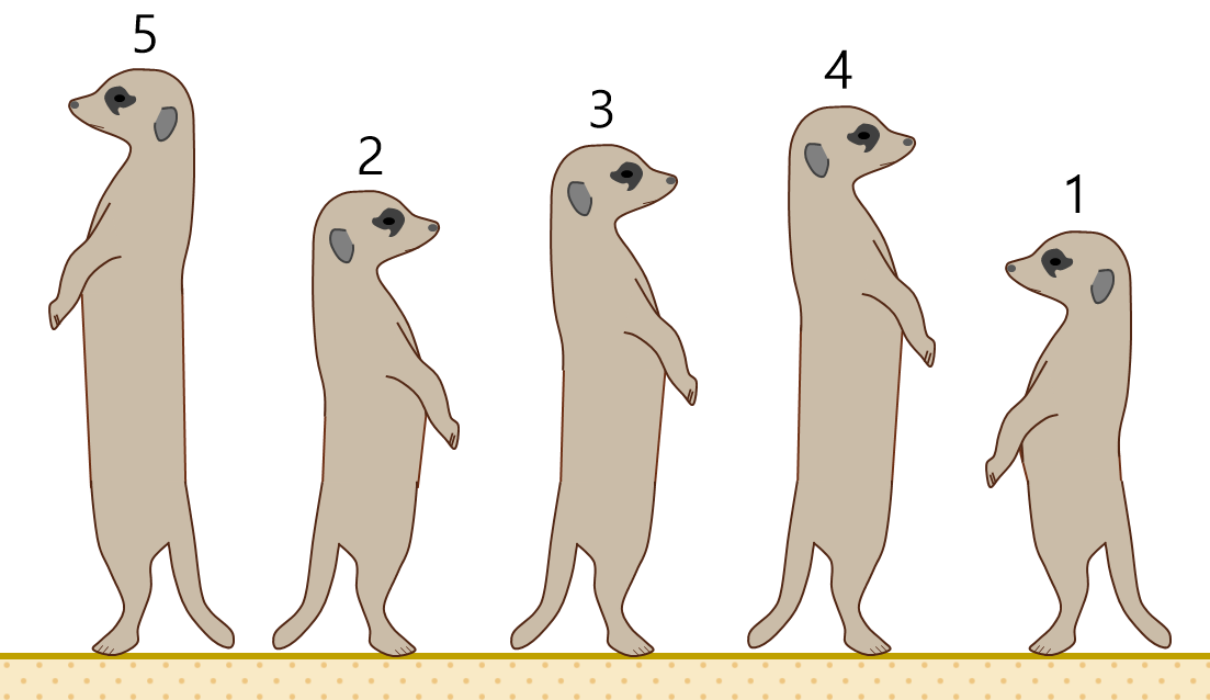 보초를 서고 있는 귀여운 미어캣 다섯 마리