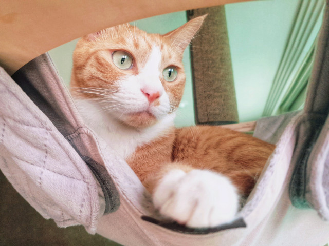 고양이 '망고'